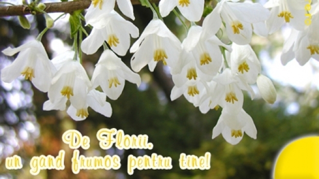 felicitari si mesaje pentru florii