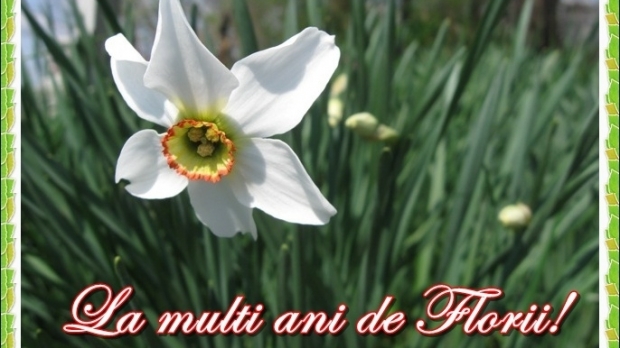 felicitari de florii