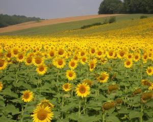 Fondul mutual al agricultorilor ii va scapa de pierderi financiare