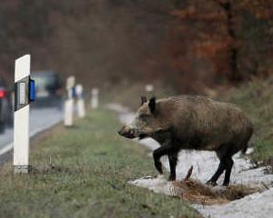 Accidentele rutiere cauzate de animalele salbatice produc pagube de 500 milioane euro in Germania