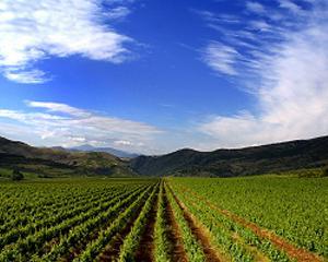 Asigurarile agricole, un segment de real interes pentru asiguratori