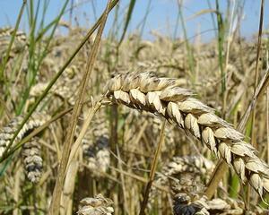 Vanzarea de terenuri agricole: O noua lege simplifica procedura