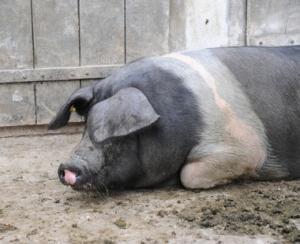 Program pentru crescatorii de porci din rasele Bazna si Mangalita