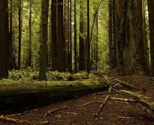 Cazurile de taieri ilegale de arbori au ajuns la aproape 100 pe zi, in 2015