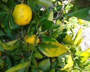 Tuberculoza, invinsa de o vitamina