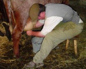 Un pas spre normalitate: Productia de lapte a crescut, importurile au scazut