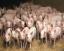 Ministrul Agriculturii: Programul de sprijin pentru carnea de porc va fi implementat