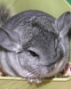 vand chinchilla