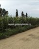 Vanzare - Teren - 2000 mp