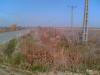 TEREN PECICA TURNU (Zona Industriala Pecica - ARAD)