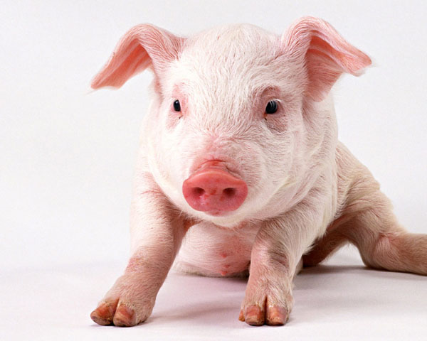 Pig 26, porcul modificat genetic