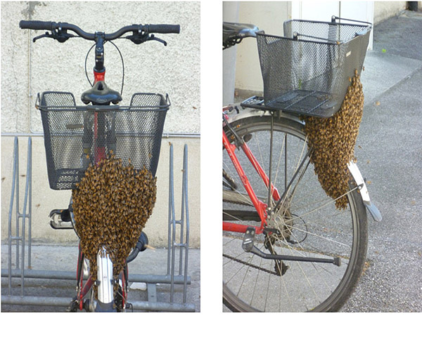De cand merg albinele cu bicicleta?