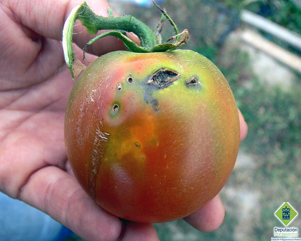 Molia tomatelor impune carantina in Republica Moldova