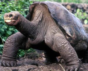 Testoasa "Lonesome George" a murit din cauze naturale