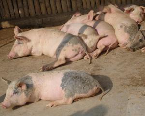 Numarul porcilor sacrificati in decembrie a scazut cu 22%