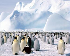 Topirea ghetii din Antarctica, la un nivel alarmant