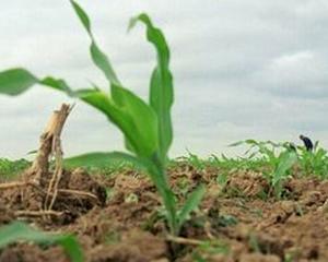 Seceta si lipsa banilor afecteaza productia agricola din 2012