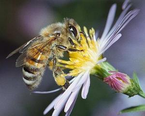 Guvernul a aprobat planul de sustinere a apicultorilor