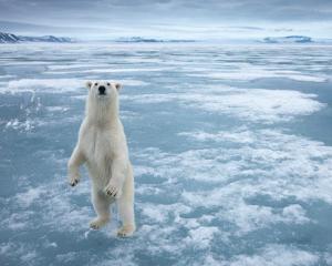 Cel mai norocos roman: Pleaca la Polul Nord la bordul unui spargator de gheata. Calatoria il costa 22.790 dolari