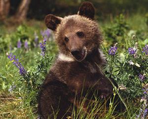 Zarnesti, sanctuarul ursilor din Romania