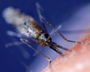 Malaria a ucis 655.000 de oameni in 2010 - OMS