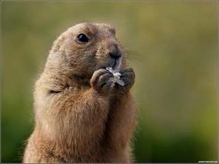 Oare prognoza marmotei "Phil" este in acord cu cea a specialistilor meteo?