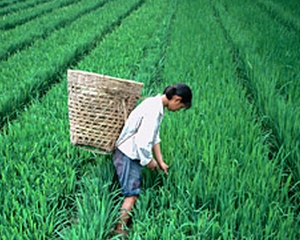 Ministrul agriculturii: Pierderile de productie in agricultura au fost, in medie, de 20% din cauza secetei