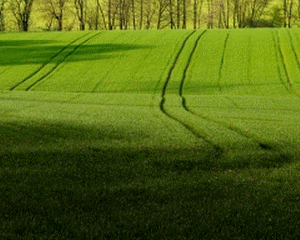 Guvernul vrea sa impuna conditii pentru strainii care vor sa cumpere terenuri agricole