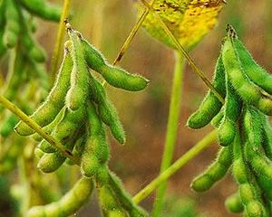 Suprafetele cultivate cu soia au scazut de 12 ori