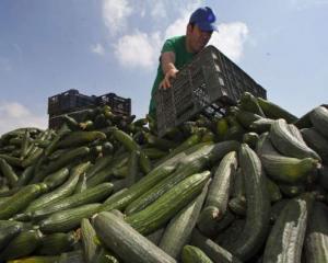 E.coli in cifre: 9 milioane de euro pagube create legumicultorilor romani