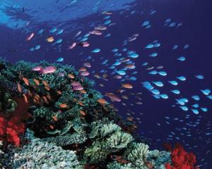 Recifurile de corali ar putea disparea pana in 2050