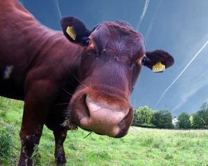 Semnele Apocalipsei? Fermierii elvetieni au montat cipuri pe vaci pentru a vedea cand sunt in calduri