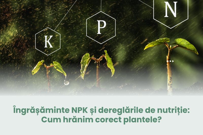 Ingrasaminte NPK si dereglarile de nutritie: Cum hranim corect plantele?