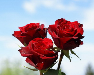 Trandafirii mult iubiti. PSD-ul nu renuta la sigla 