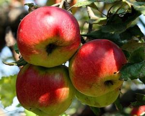 5 lucruri mai putin cunoscute despre mere