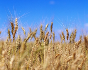 Raport european: Romania are un an agricol mai bun decat 2010 si peste media ultimilor cinci ani