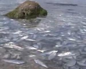 Mii de pesti morti pe malul unui lac din Florida VIDEO 