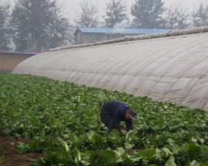 Agricultura ecologica din Romania si-a triplat numarul operatorilor din sistem, in 2011