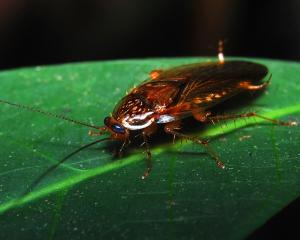 Visul celor care sufera de entomofobie, o lume fara insecte, ar fi un cosmar pentru umanitate