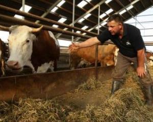 30 de milioane de euro pentru producatorii de lapte si carne de vita din zonele defavorizate