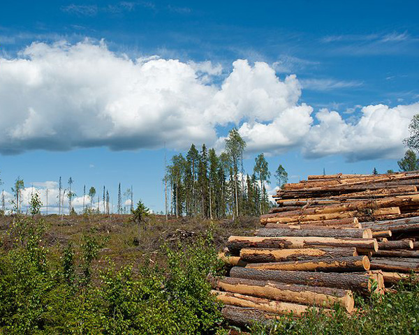 Legislatie europeana: Regulamentul privind exploatarea lemnului