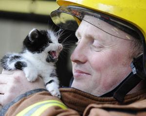 Salvarea a 17.000 de animale i-a costat pe pompierii britanici 4 milioane de euro