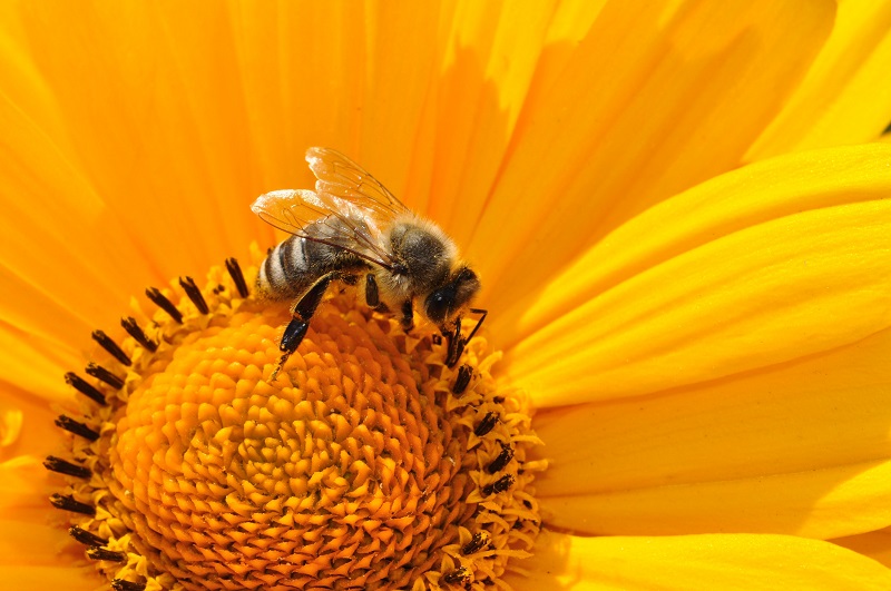 4 situatii in care e recomandat testul IgE specific la polen