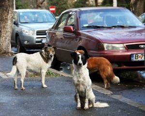 Autoritatile locale vor avea drept de viata si de moarte asupra maidanezilor