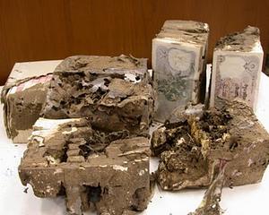 Termitele au mancat 222.000 de dolari intr-o banca indiana