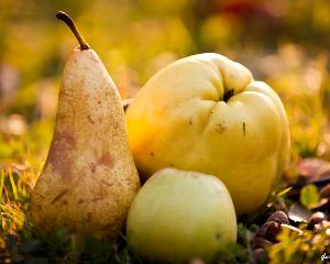 Importurile de mere, pere si gutui: de 20 de ori mai mari decat exporturile