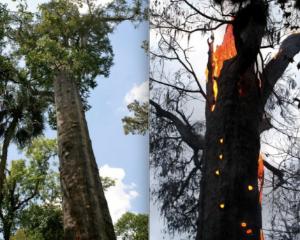 O tanara din SUA, arestata pentru ca a incendiat un copac vechi de 3.500 de ani