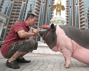Gigantul flamand: Chinezii mananca aproape jumatate din porcii sacrificati in fiecare an in lume