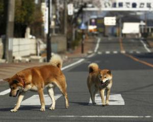 Criza nucleara din Japonia: Guvernul are in vedere restrictionarea accesului in zona de evacuare din jurul centralei