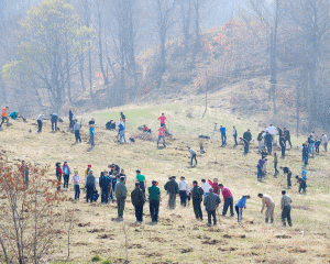 Plantam fapte bune in Romania: 31 de hectare plantate in doi ani